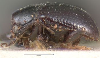 Media type: image;   Entomology 9805 Aspect: habitus lateral view